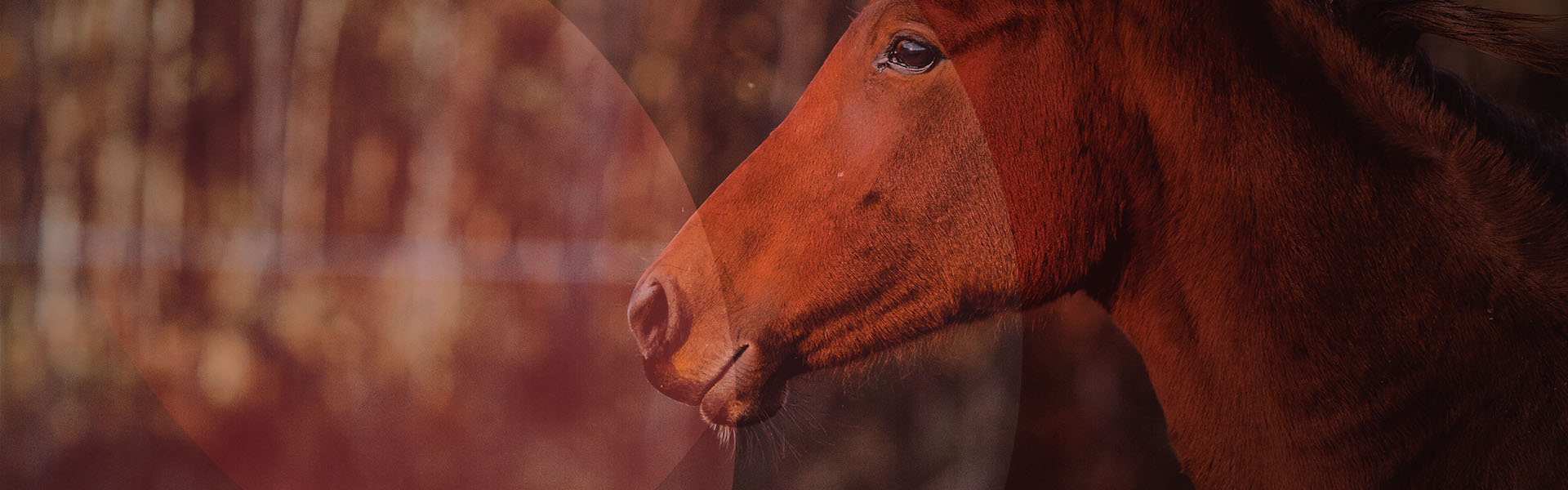 BIENESTAR ANIMAL